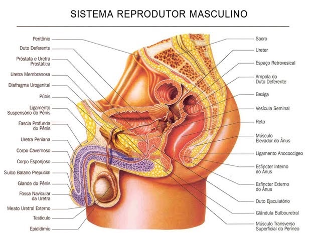prostatite cronica recuperare libido