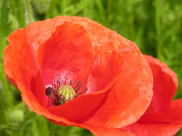 [gelincik_resimleri.jpg]