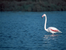 Espai Natural "Muntanyans"