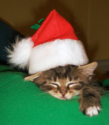[pet-santa.jpg]