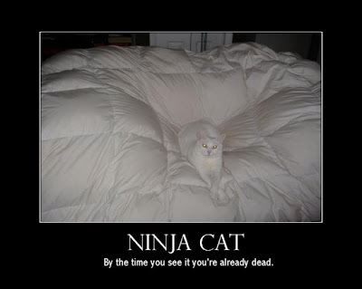 ninja_cat_hides.jpg