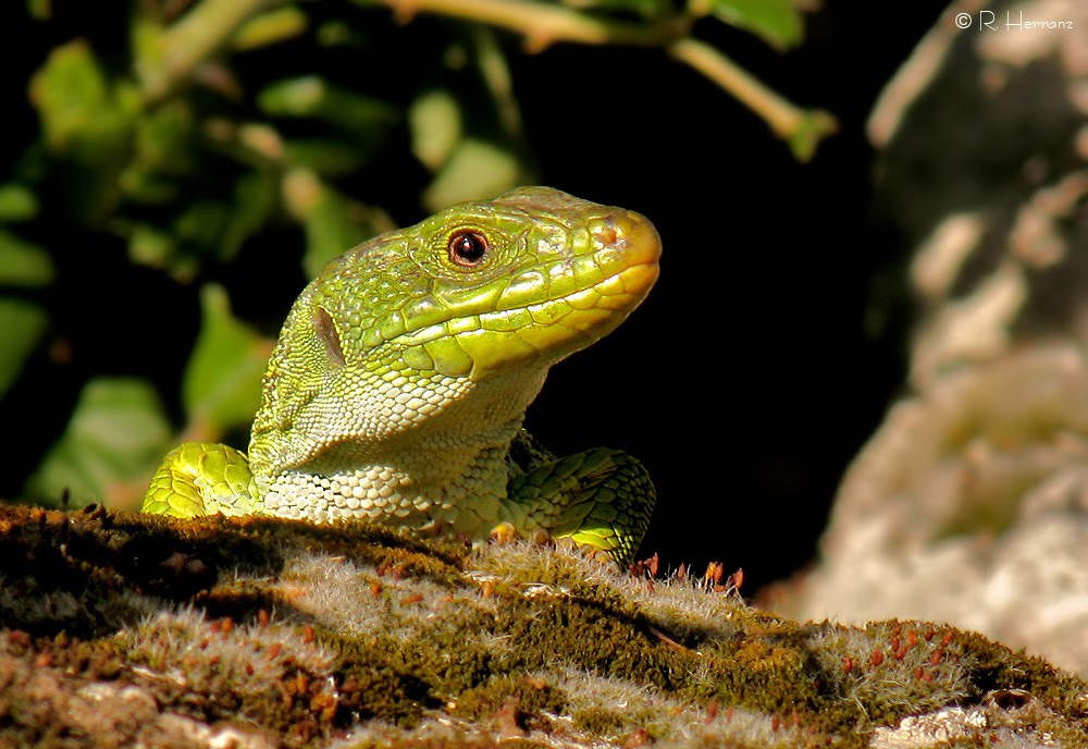 Lagarto Lagarto