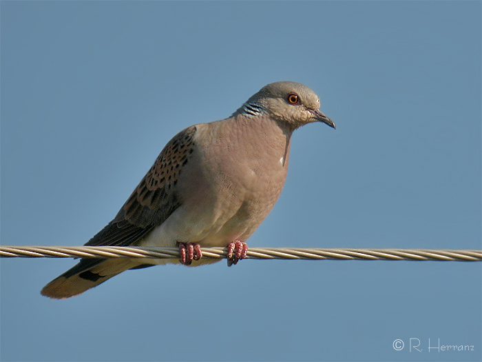 fotosricardoh TÓRTOLA EUROPEA European Turtle Dove