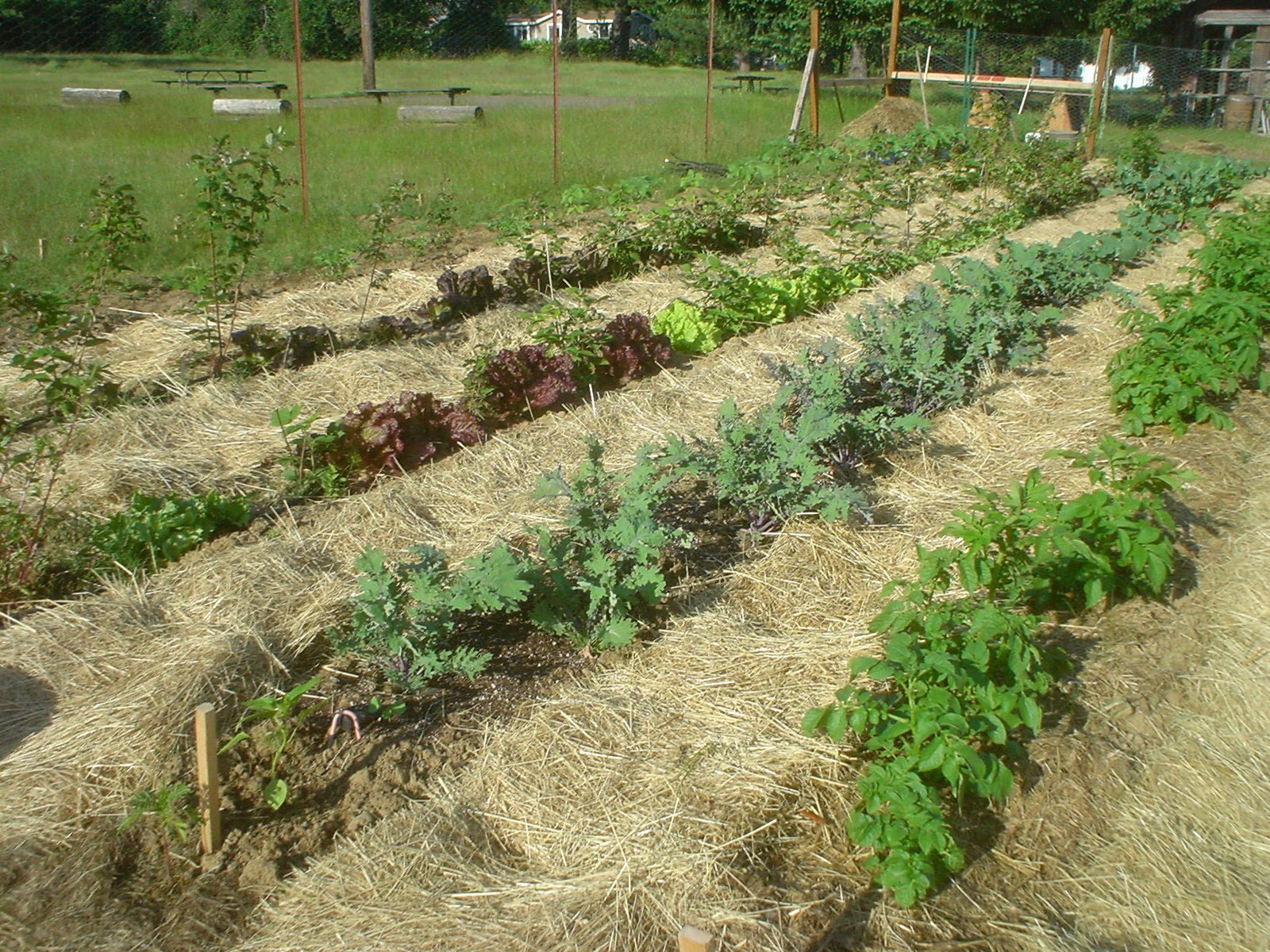 deep mulch gardening, the sharing gardens : the benefits of deep mulching, Design ideen