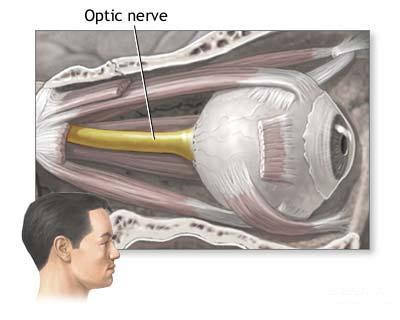 Cranial Nerves: OPTIC NERVE