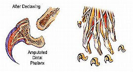 Declawing: Bone, ligaments & tendons are AMPUTATED. The nerve is cut too.  It's not "just the nail.