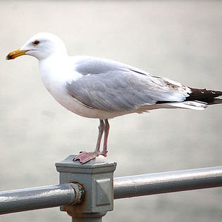 [Seagull.jpg]
