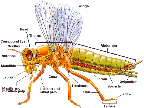 insect planet