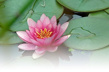 [fading-lily_LARGE.jpg]