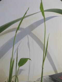 kääpiö anaali porno