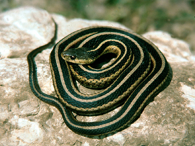 A home in Rexburg Idaho infested with thousands of Garter snakes is up for