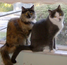 Our Furkids