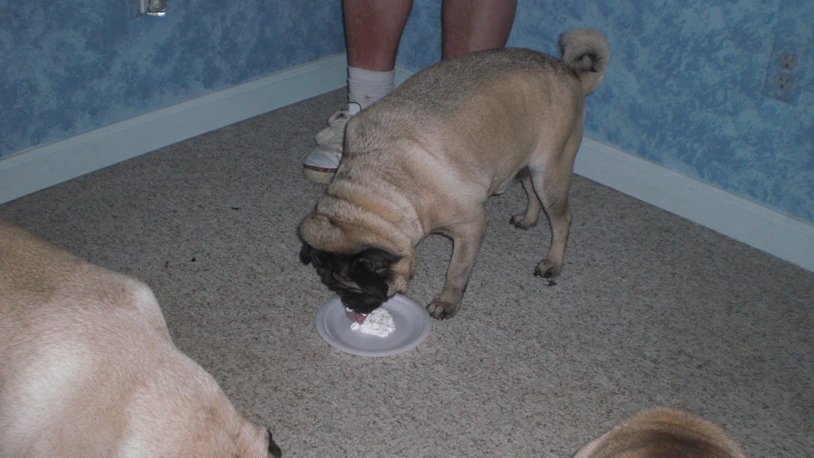 The Pug Posse Whipped Cream Toast to Penny