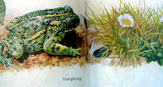 Pengetahuan Sains Sekolah Dasar - Elementary Science: KATAK DAN KODOK