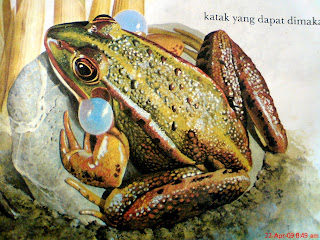 Pengetahuan Sains Sekolah Dasar - Elementary Science: KATAK DAN KODOK