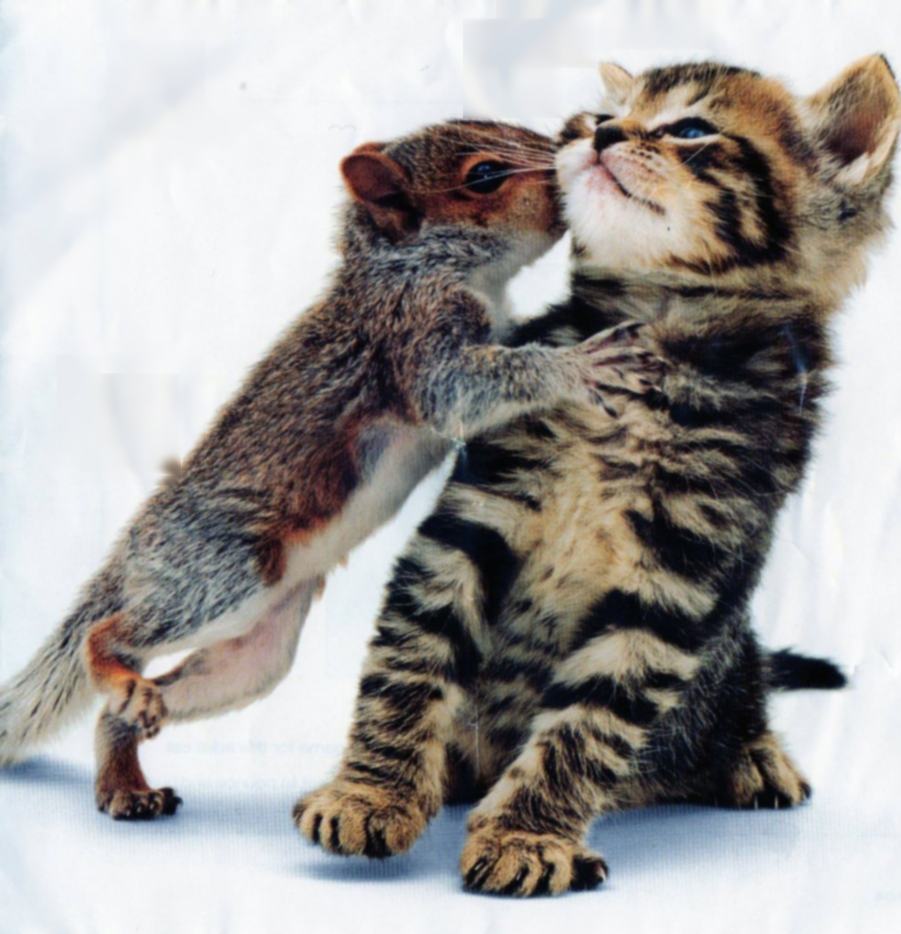 [kitten+and+squirrel.jpg]