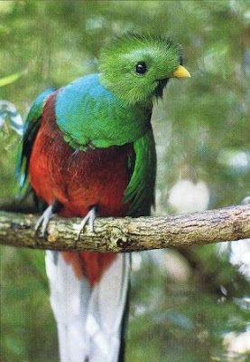 Ave Nacional de Guatemala - El Quetzal Quetzal