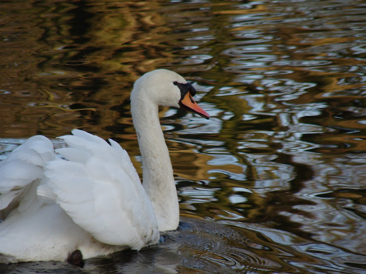 ZWAAN 2