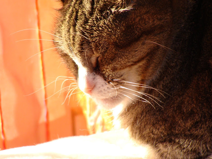 MISS LILY