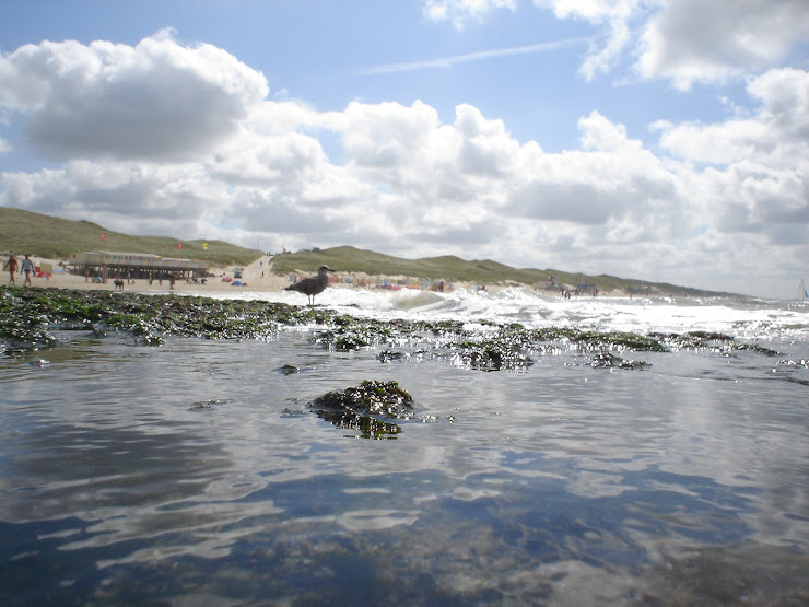 CALLANTSOOG 2007