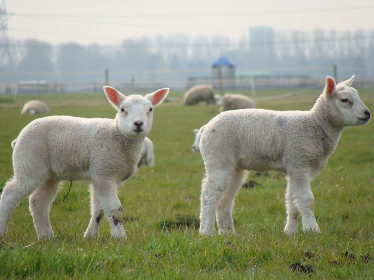 lammetjes in de wei