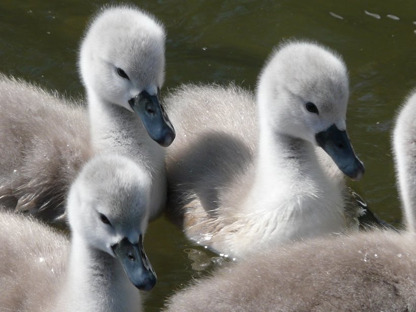 Cindy's Snaps Sunny river Lark...., and other cute fluffy things...