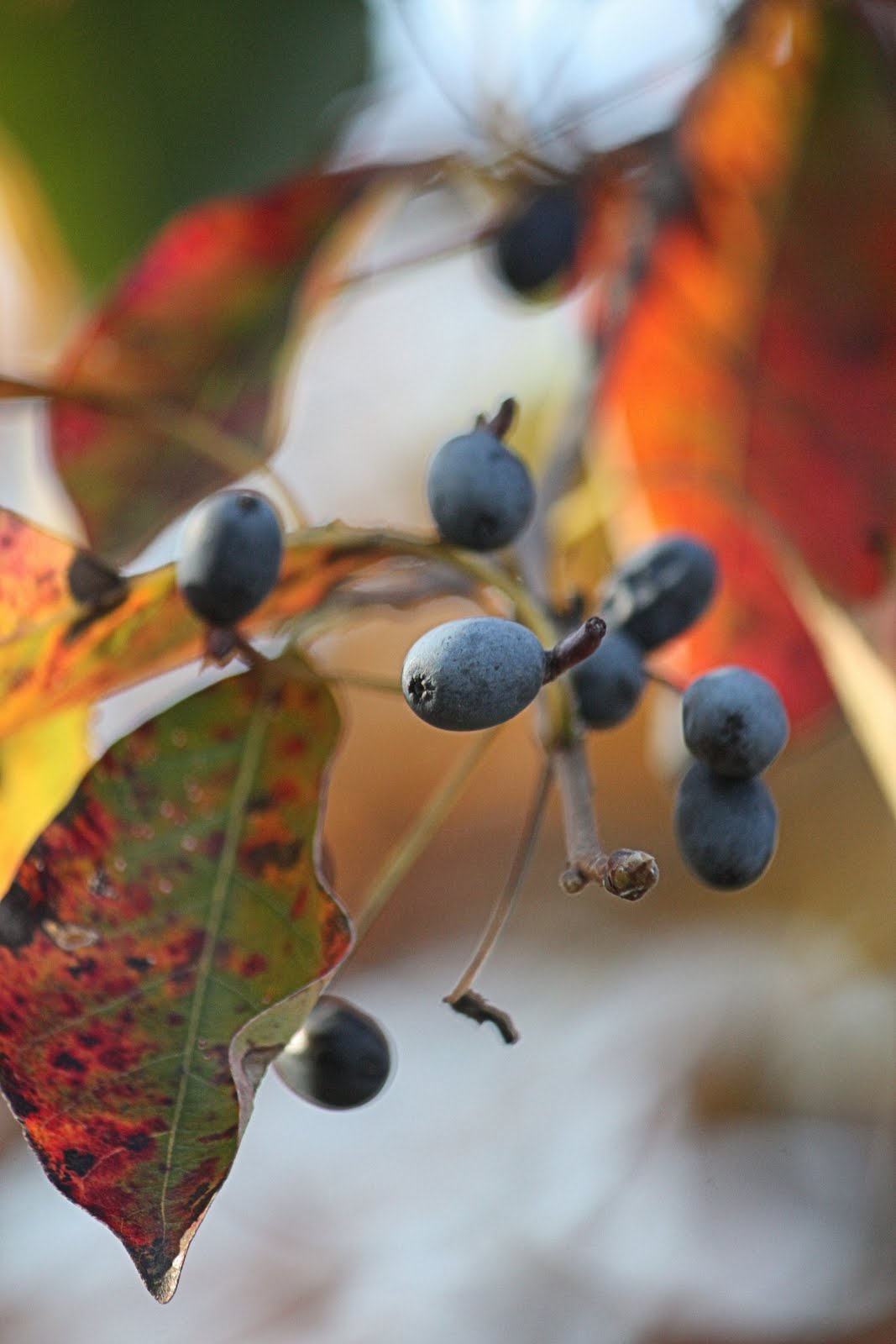 Round The Bend Midweek Blues Blue Berries On The Tree