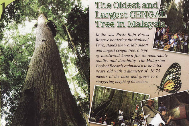 THE OLDEST AND LARGEST CENGAL TREE IN MALAYSIA