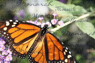 Monarch - beautiful flowers ( photoforu.blogspot.com )