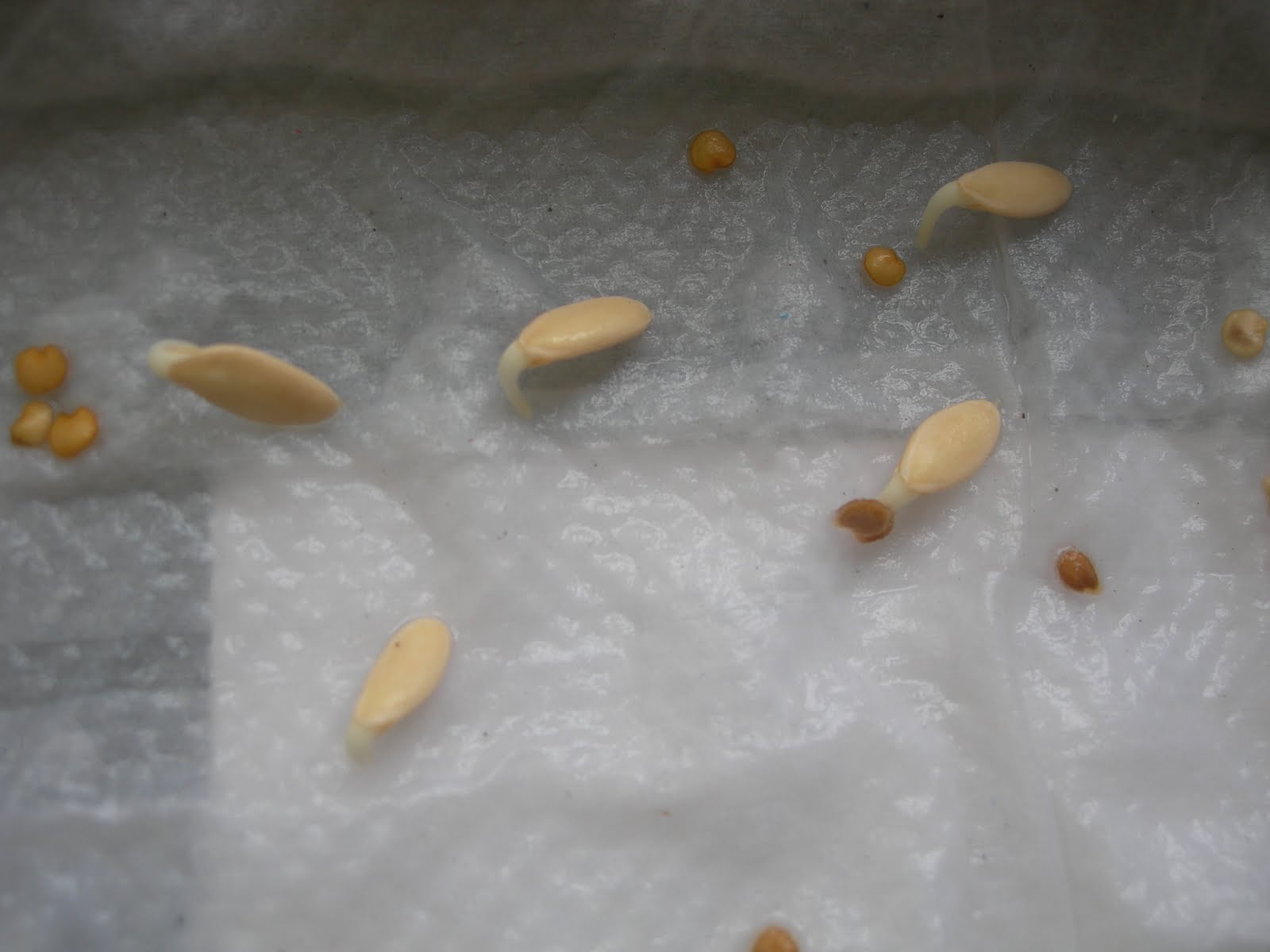 Как прорастить семена тыквы