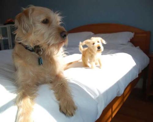 Dogs with their small versions
