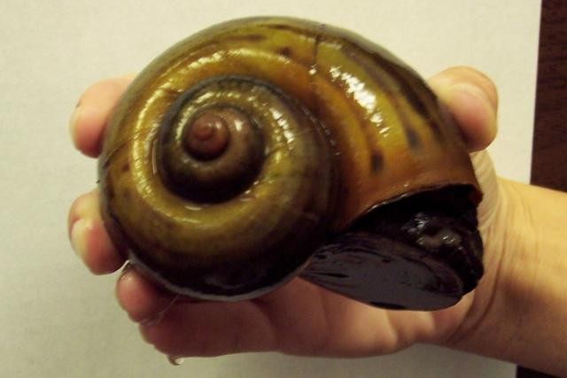 [Big+snail.jpg]