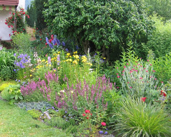 Neuer Gartentraum Hohe Stauden