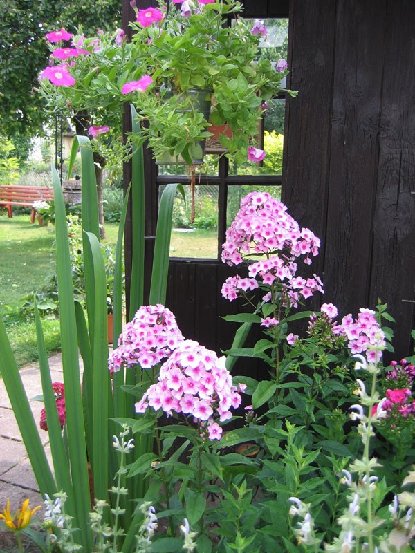 -neuer Gartentraum-: Juli 2010