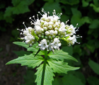 VALERIANA