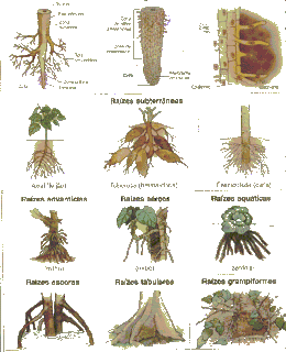 Ciências 2º Ciclo: Variedade de Raízes