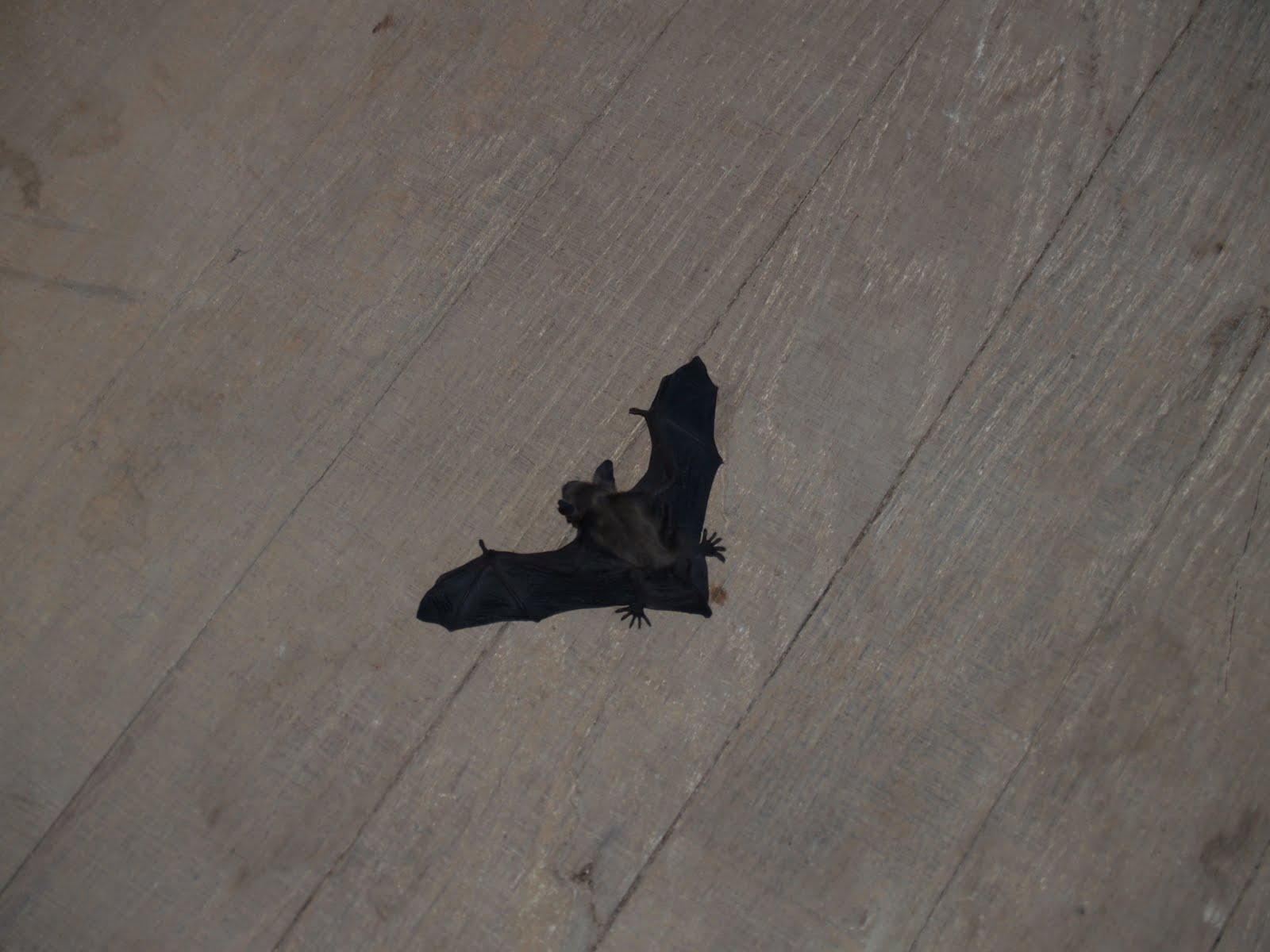 Nickellton School Bats and Mice and All Things that Poop.