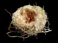 Bird's nest - 3rd February 2008