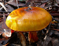 Fungus, Mountain River Trail, Wellington Range, Tasmania - 17 May 2007