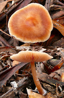 Fungus, Mountain River Trail, Wellington Range, Tasmania - 17 May 2007