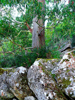Rocks and trees, Pinnacle Track, Mt Wellington - 8 May 2007