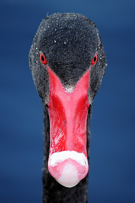 Adult swan looking serious