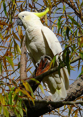 Sulphur-crested Cockatoo, Cacatua galerita