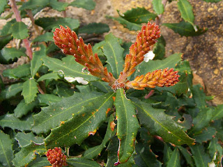 Unknown plant, Standup Point, Crescent Bay - 25th October 2008