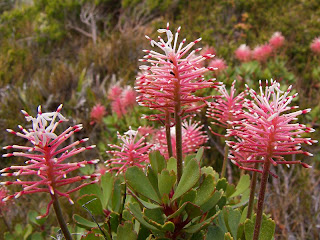 Mountain Rocket, Bellendena montana, Tarn Shelf, Mt Field National Park - 13th February 2009