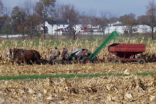 Amish picking corn on  a Fall day.