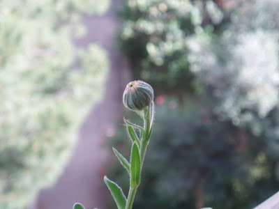 CALENDULA