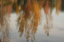 Reflections of Fall 1