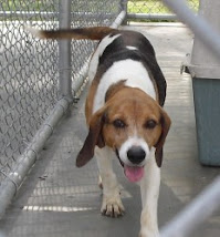 Lilly Female Beagle ~Rescued Pittsburgh PA 7-31-10 ~From New Kent, VA~ Adopt A Dog On Death Row!!!