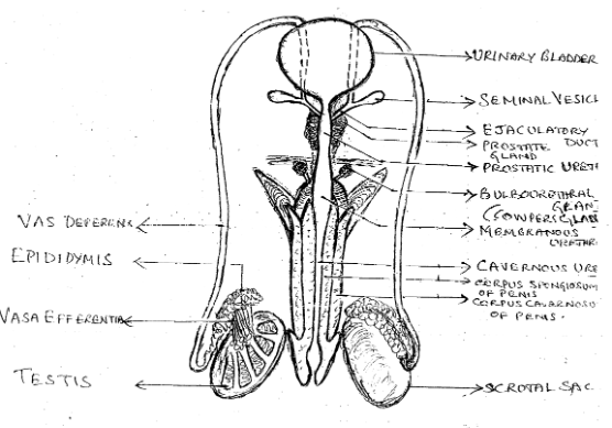 Органы половой системы мужчины. Схема строения мужской половой системы. Мужские половые органы схема. Мужская половая система рисунок. Органы мужской половой системы рисунок.